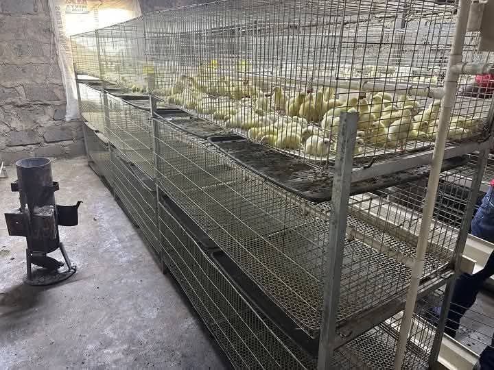 Broiler cage Kenya 72-80 birds