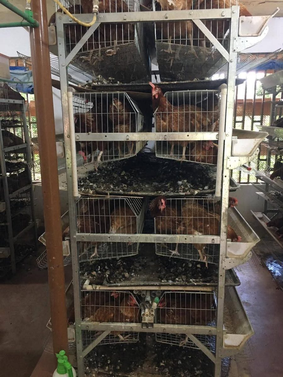 H-type battery cage for layers Kenya