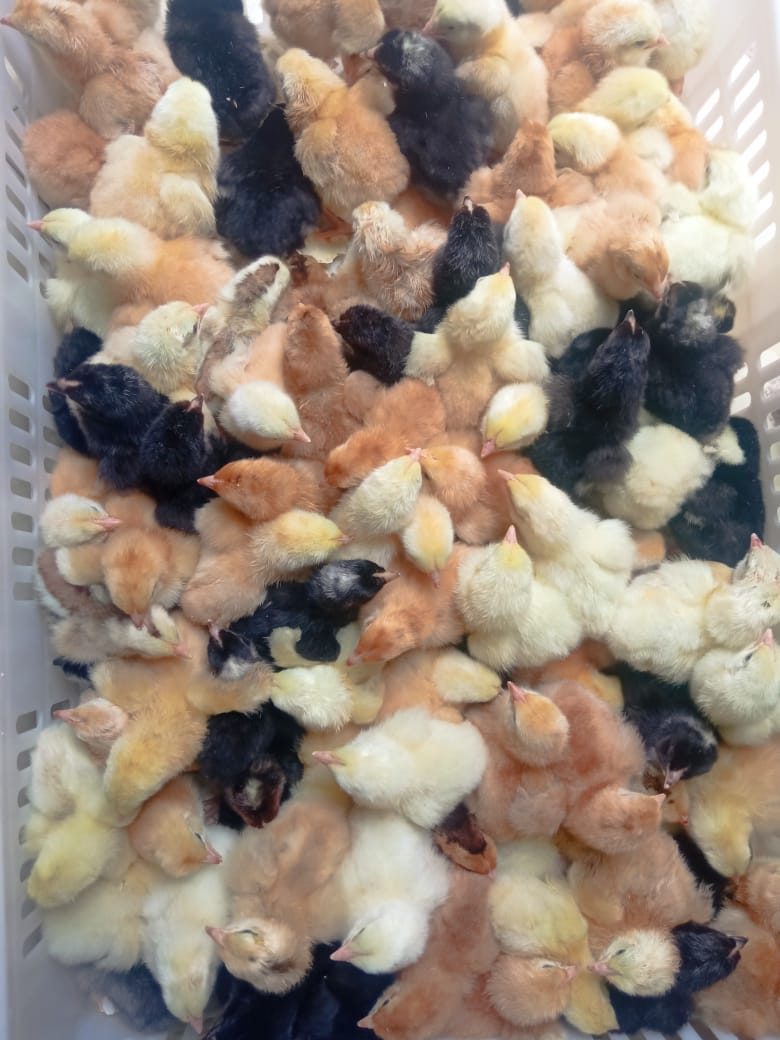 Day old chicks hatched — EcoKuku Farm Ltd Kenya