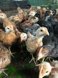 Day-old chicks Kenya EcoKuku