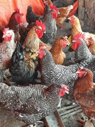 How to start poultry farming Kenya 2026