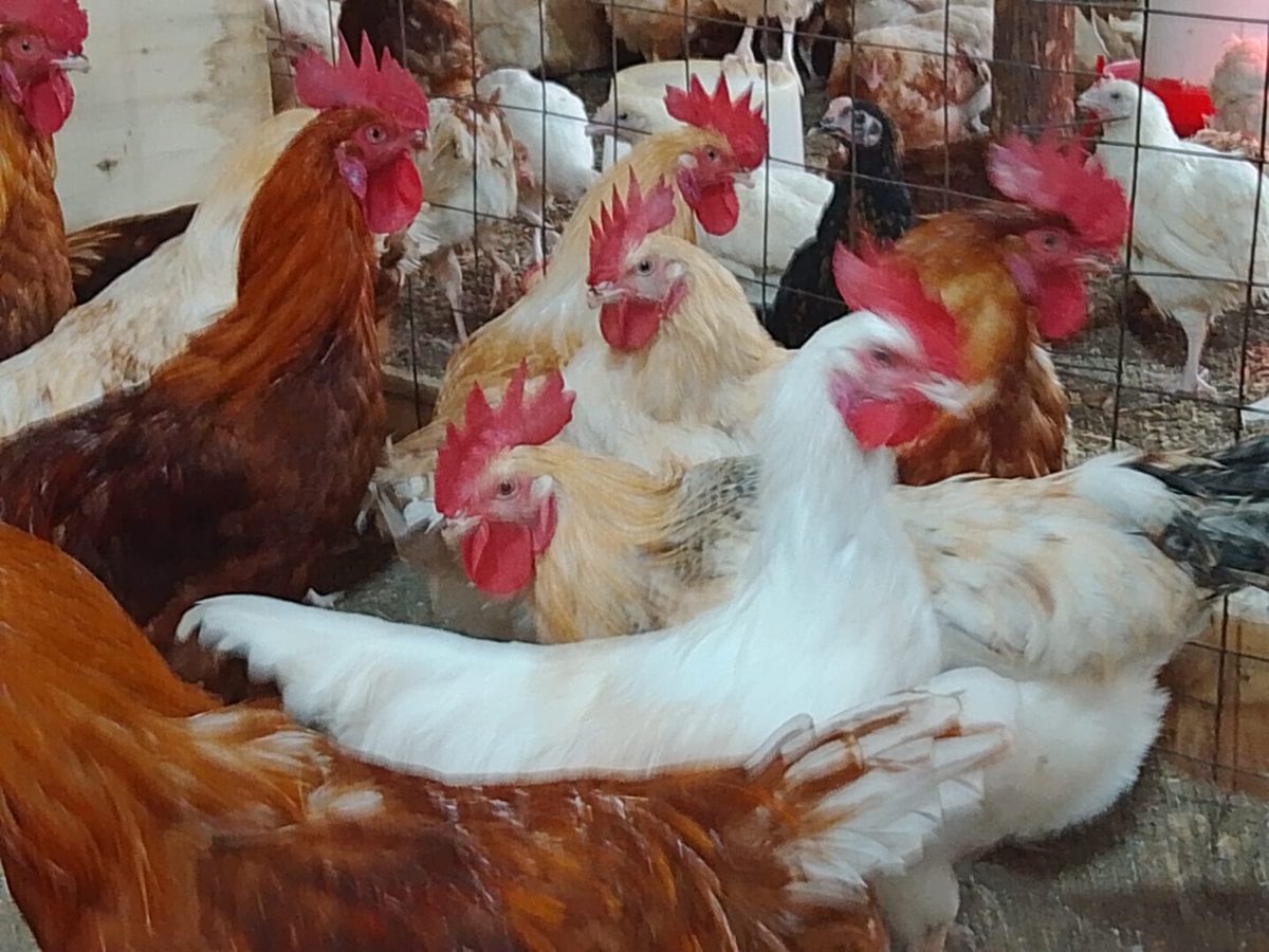 Point of lay hens — Month 5+ laying phase